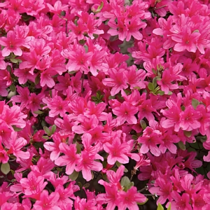 Azalea FlorAmore Hot Pink